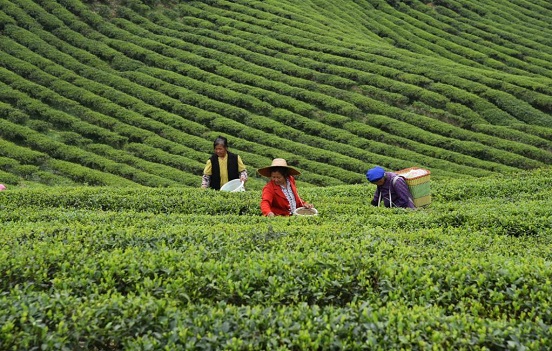 茶农种植大数据溯源平台